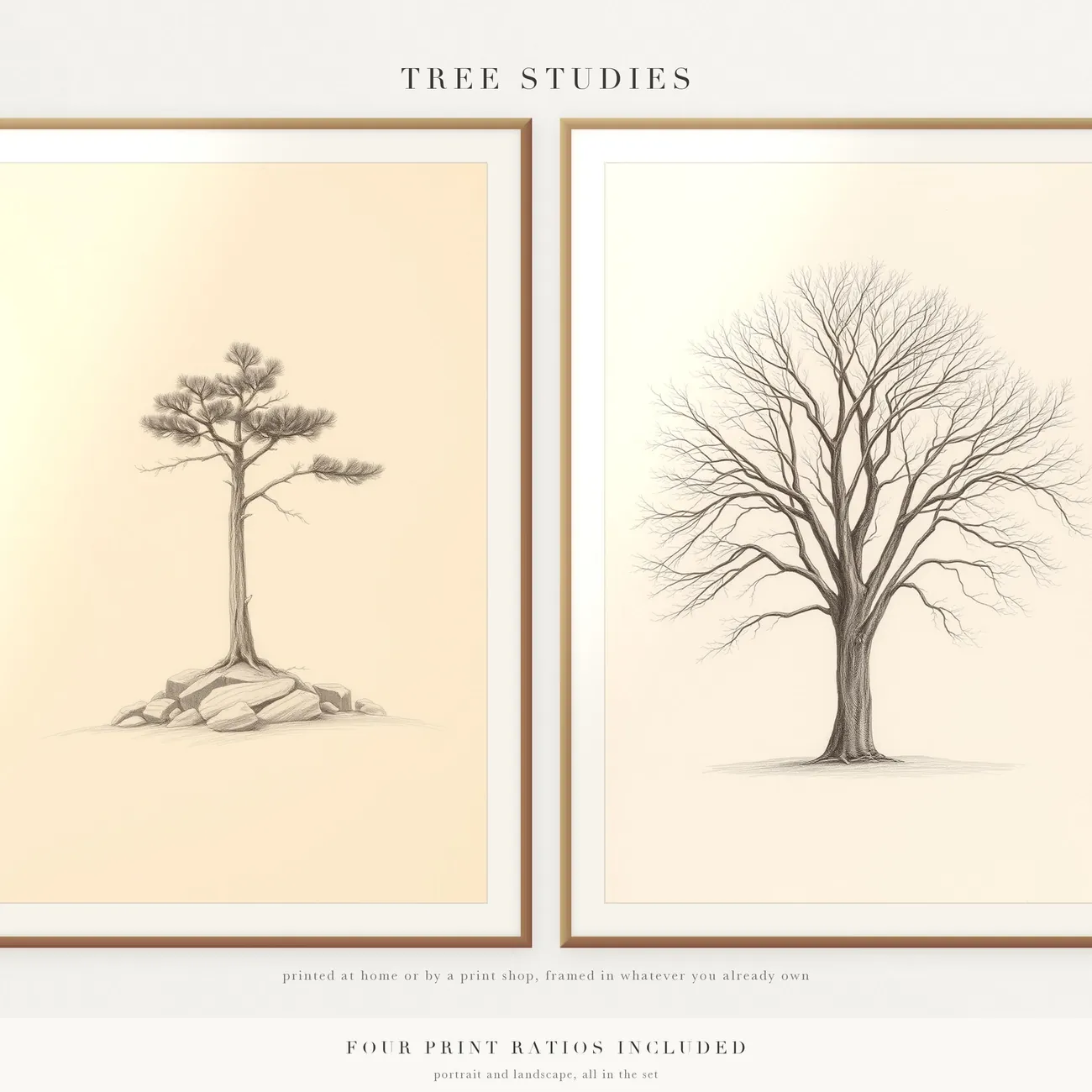 Tree Studies thumbnail